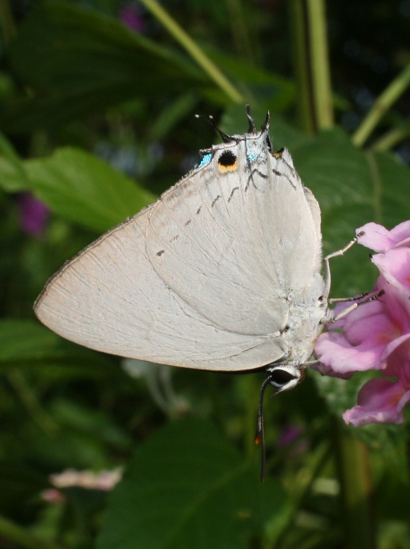 Butterflies